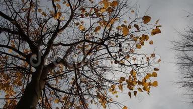 秋天的树，落叶